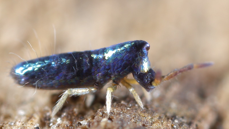 Lepidocyrtus curvicollis