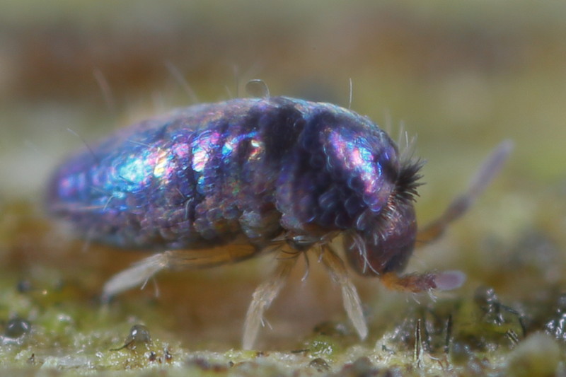 springstaart, Lepidocyrtus cyaneus