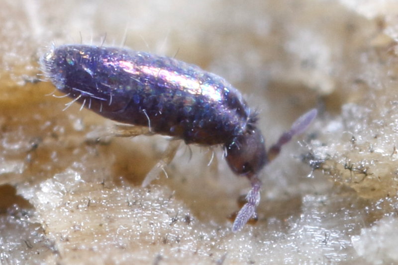 springstaart, Lepidocyrtus cyaneus