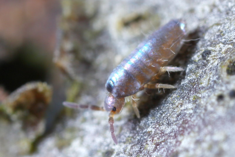 Lepidocyrtus lignorum