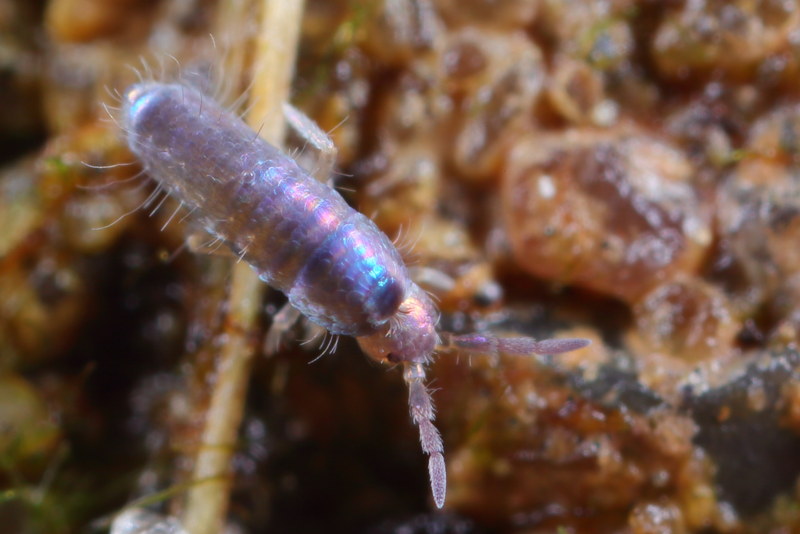 Lepidocyrtus lignorum