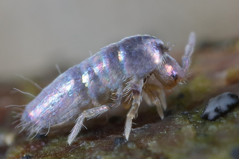 Lepidocyrtus lignorum