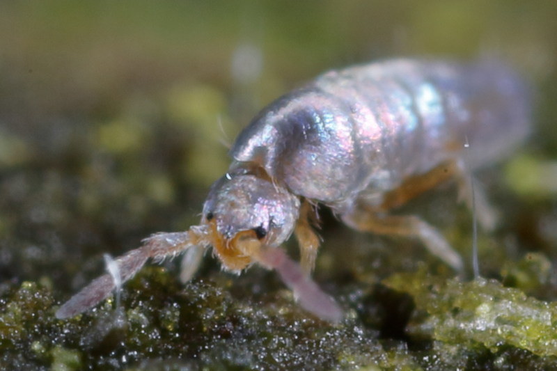 Lepidocyrtus lignorum