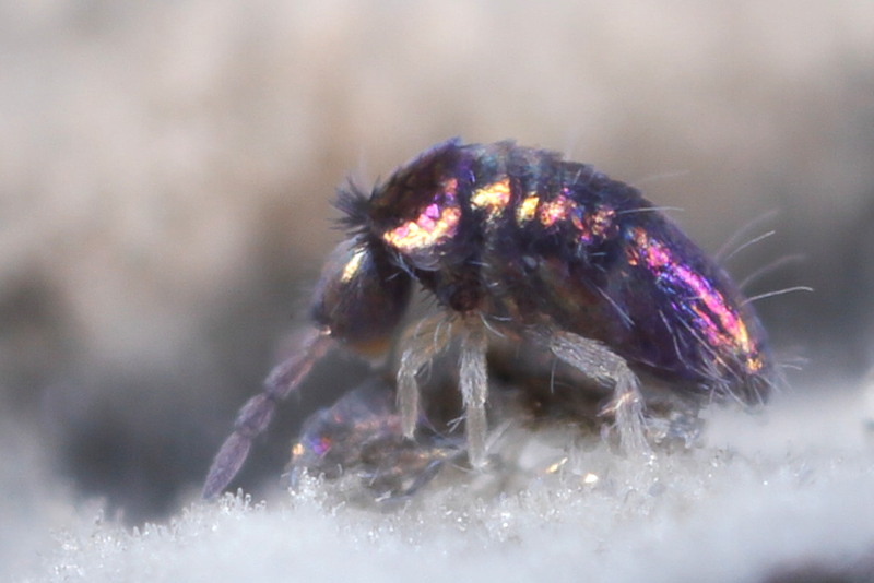 Lepidocyrtus violaceus