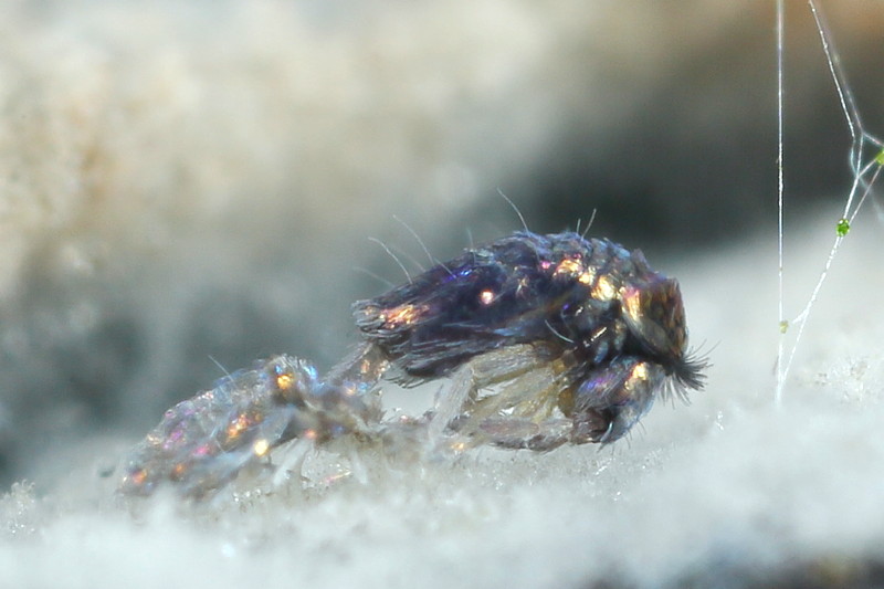 Lepidocyrtus violaceus, vervellen