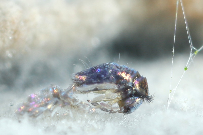 Lepidocyrtus violaceus, vervellen