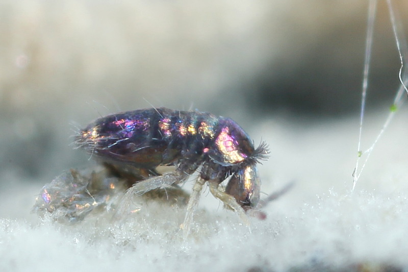 Lepidocyrtus violaceus, vervellen