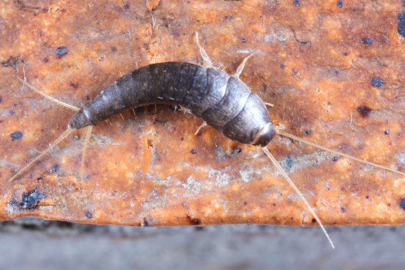 Lepisma saccharina, zilvervisje