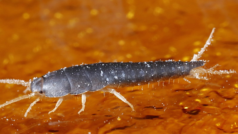 Lepisma saccharina, zilvervisje