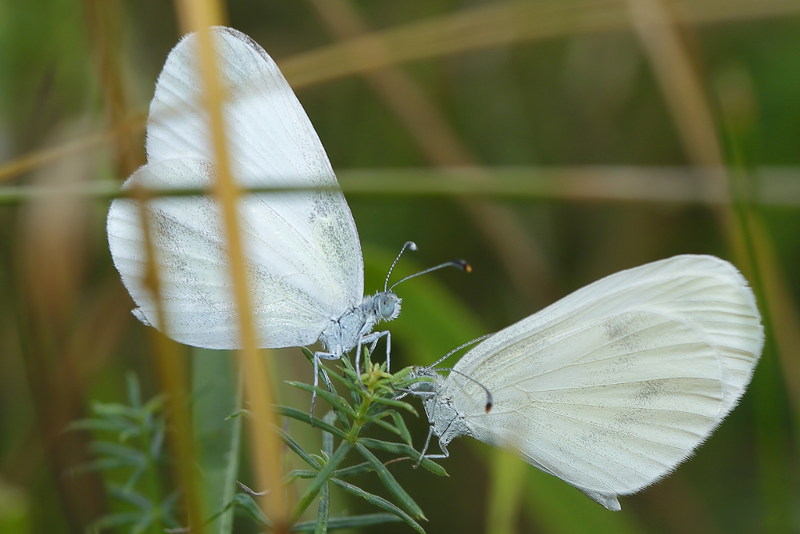 Boswitje, Leptidea sinapis (CZ)