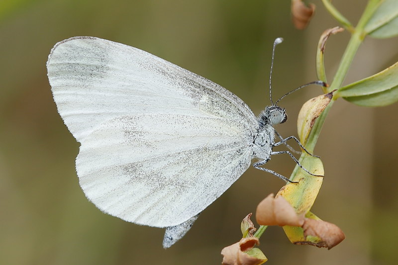 Boswitje, Leptidea sinapis (SK)