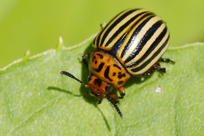 Coloradokever, Leptinotarsa decemlineata