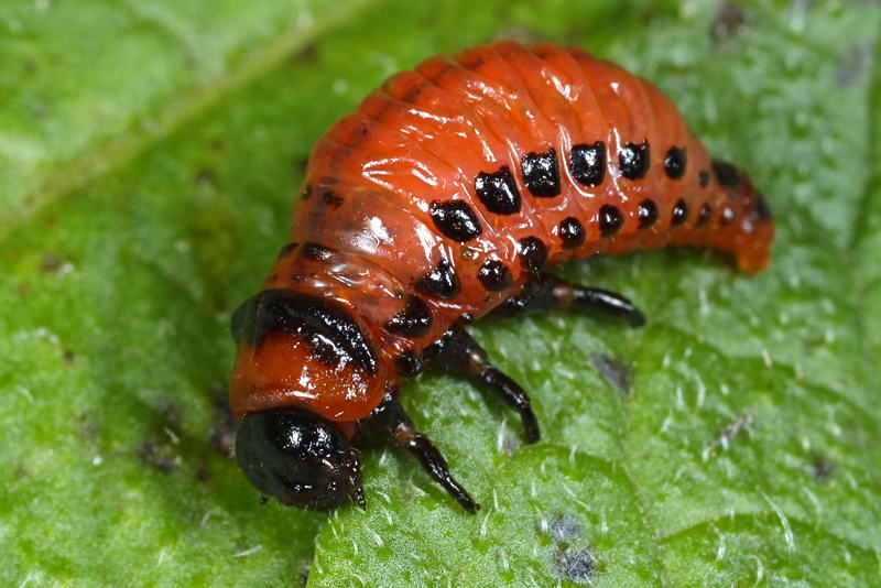 Coloradokeverlarve, Leptinotarsa decemlineata
