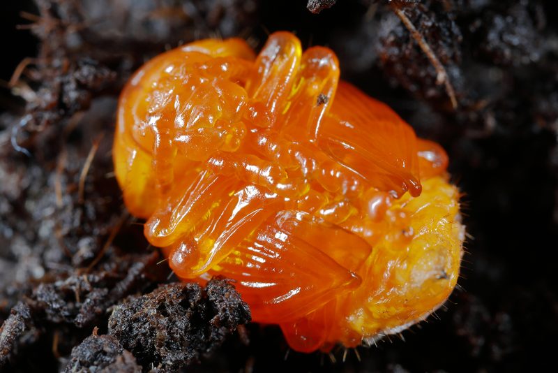 Coloradokever pop, Leptinotarsa decemlineata