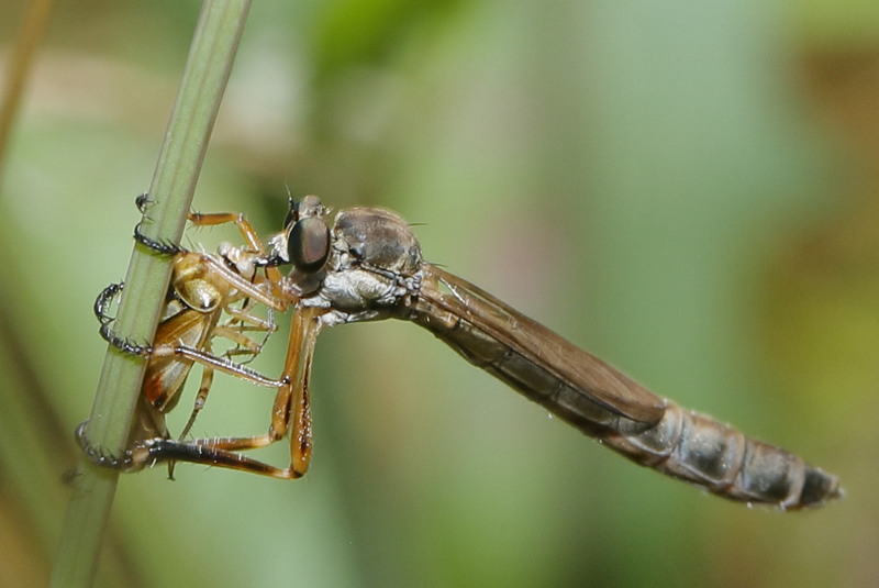 Grasjager, Leptogaster cylindrica