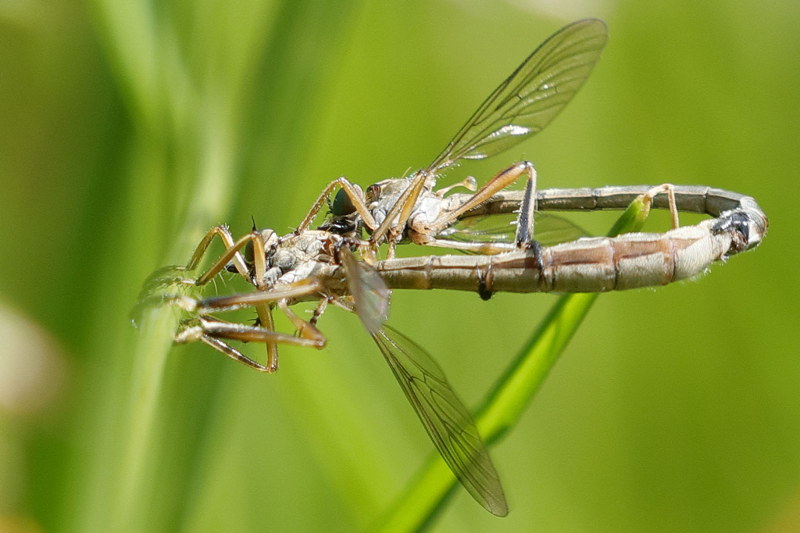 Grasjager, Leptogaster cylindrica &male; &female;