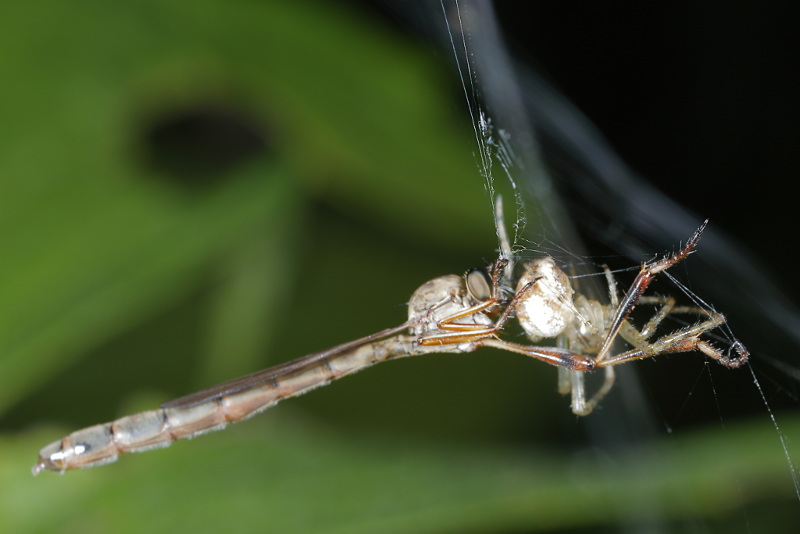 Schraalgrasjager, Leptogaster guttiventris