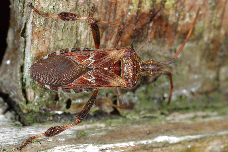 Bladpootwants, Leptoglossus occidentalis