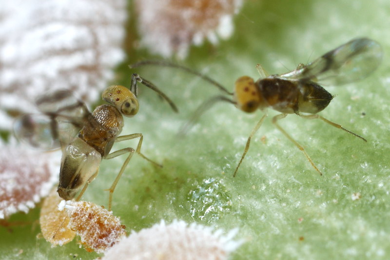 Leptomastix abnormis