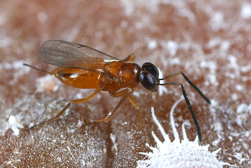 Leptomastix dactylopii