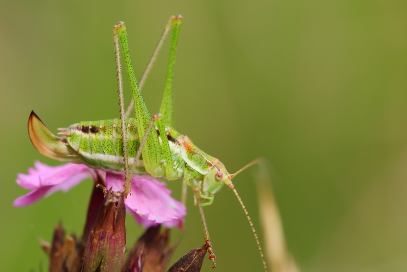 Oostelijke Struiksprinkhaan, Leptophyes albovittata ♀