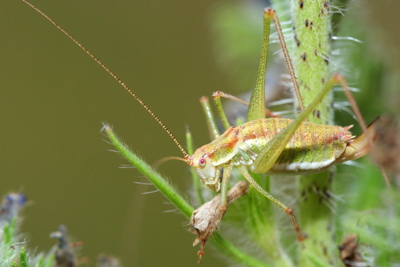 Oostelijke Struiksprinkhaan, Leptophyes albovittata ♀