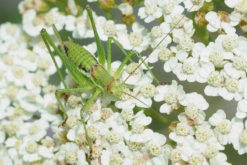 Oostelijke struiksprinkhaan, Leptophyes albovittata &female; (BG)