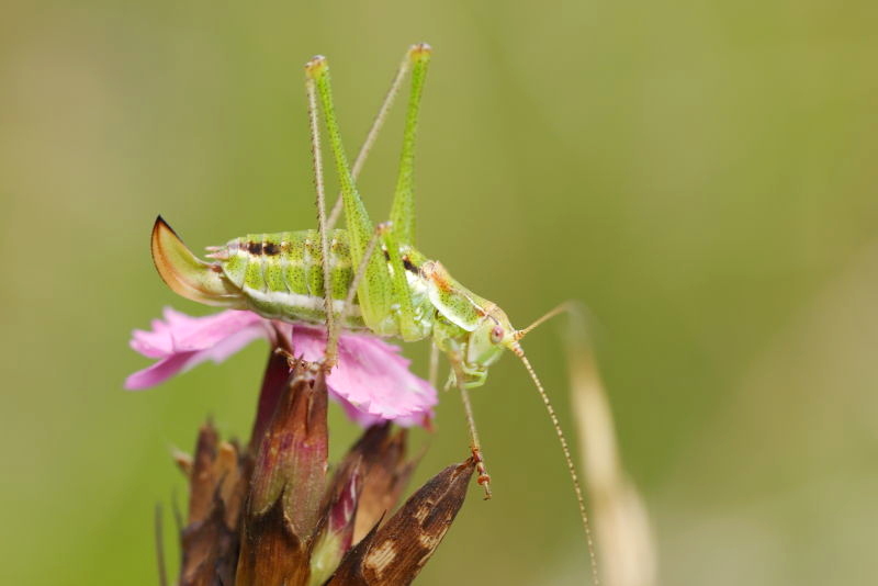 Oostelijke struiksprinkhaan, Leptophyes albovittata &female; (CZ)