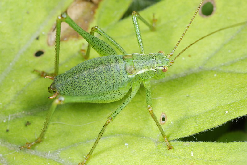 Struiksprinkhaan, Leptophyes punctatissima juveniel