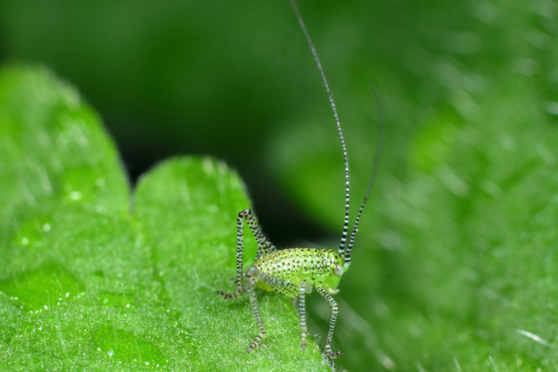 Struiksprinkhaan, juveniel