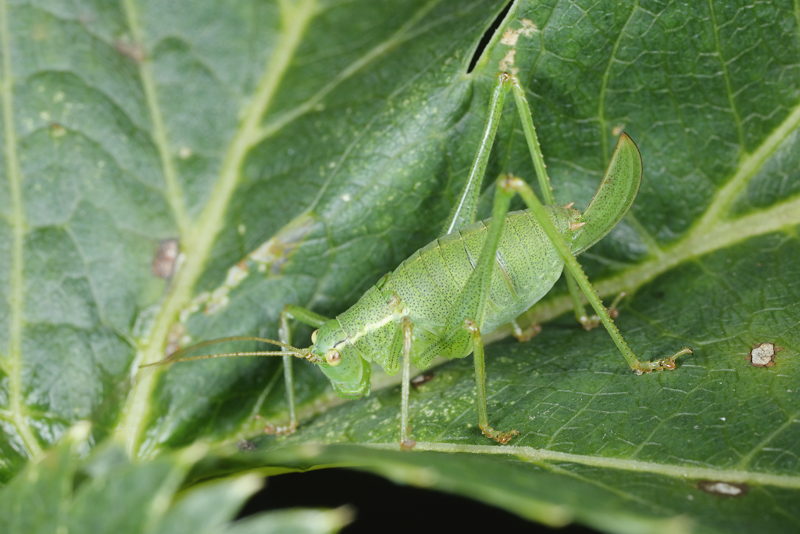 Struiksprinkhaan, Leptophyes punctatissima, ♀ juveniel