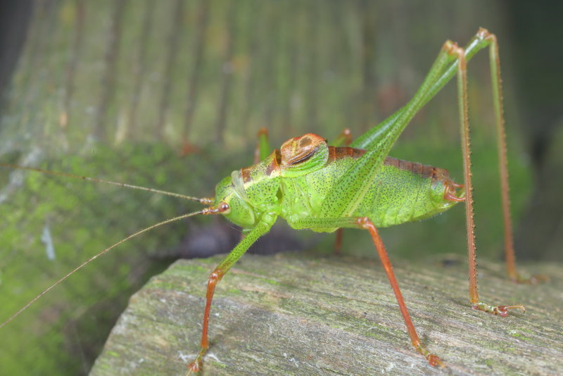 Struiksprinkhaan, Leptophyes punctatissima, zingende ♂