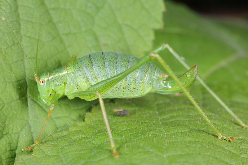 Struiksprinkhaan, Leptophyes punctatissima, ♀