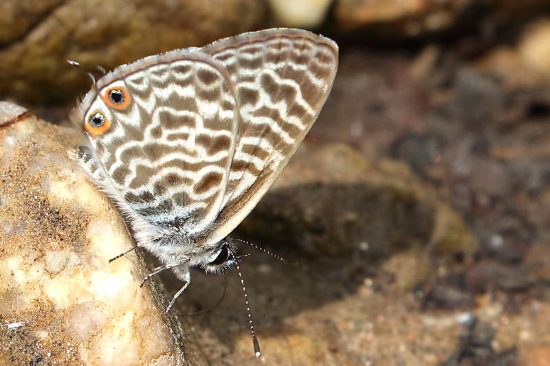 Klein tijgerblauwtje, Leptotes pirithous (BG)