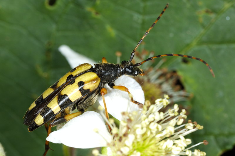 Geringelde smalboktor, Leptura maculata