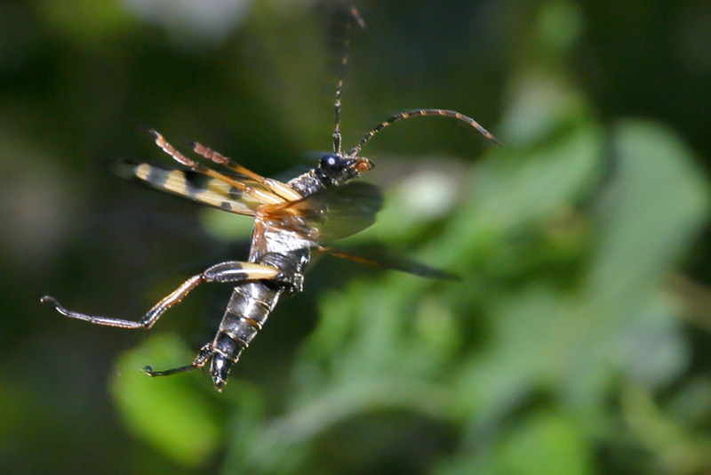 Geringelde smalboktor, Leptura maculata