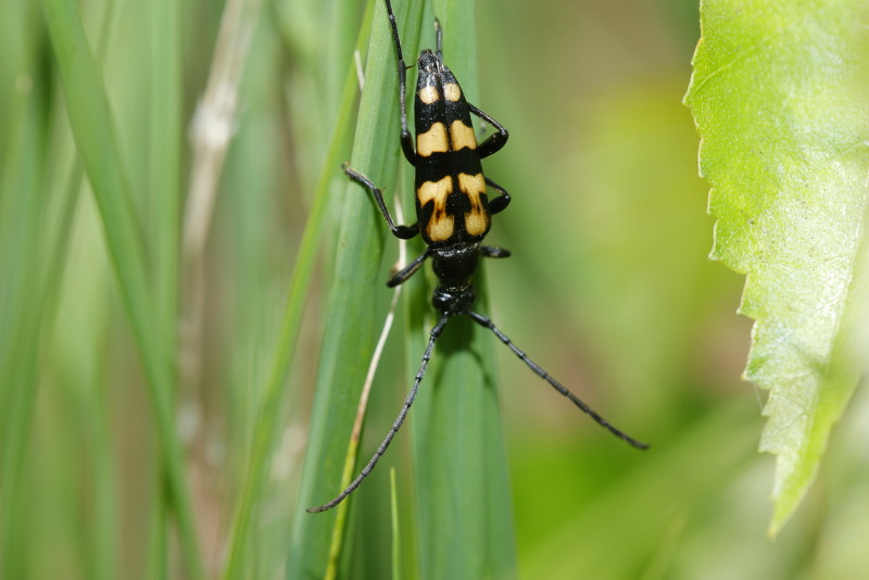 Gevlekte smalboktor, Leptura quadrifasciata
