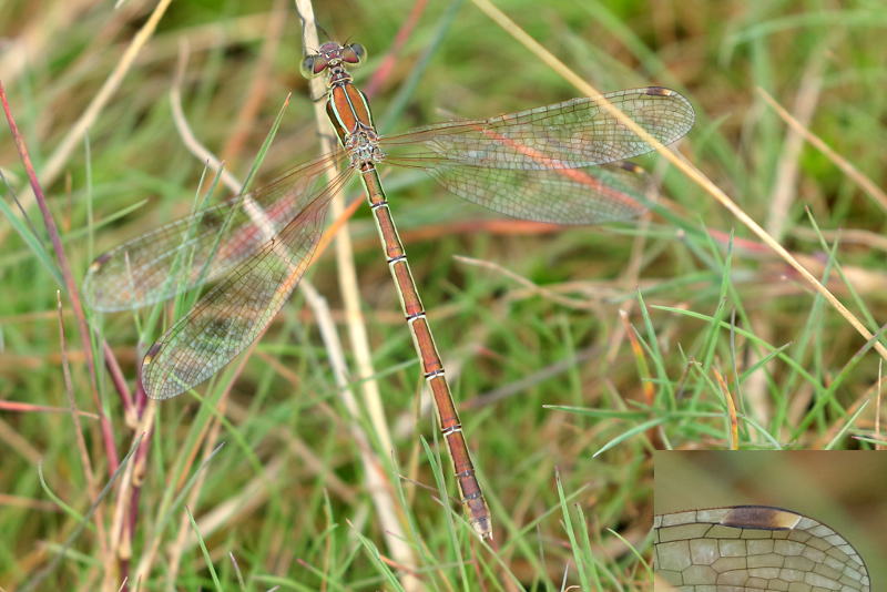 zwervende pantserjuffer, Lestes barbarus