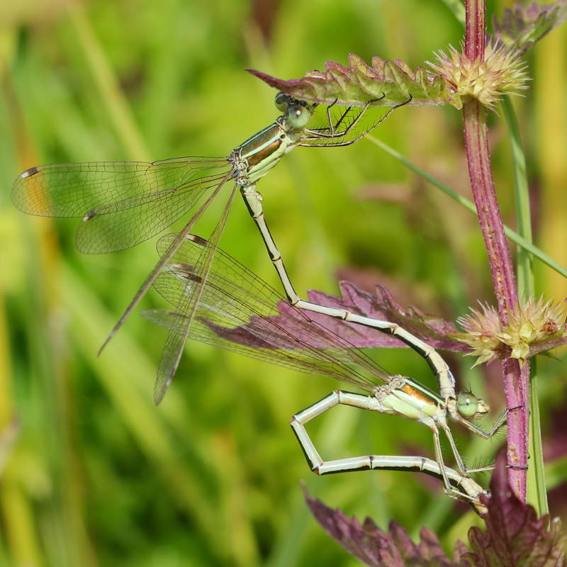 zwervende pantserjuffer, Lestes barbarus