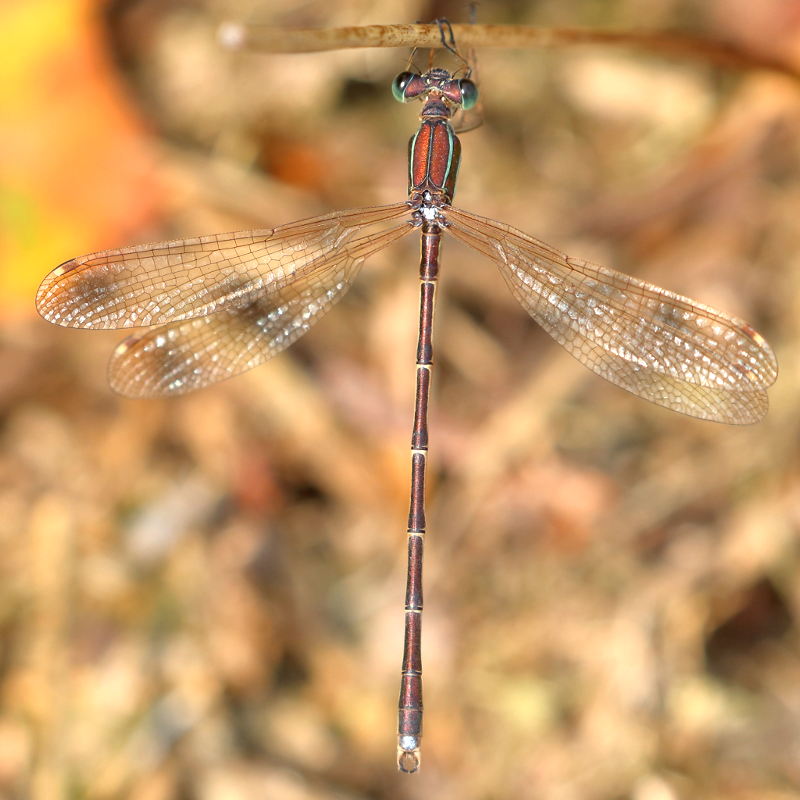 zwervende pantserjuffer, Lestes barbarus