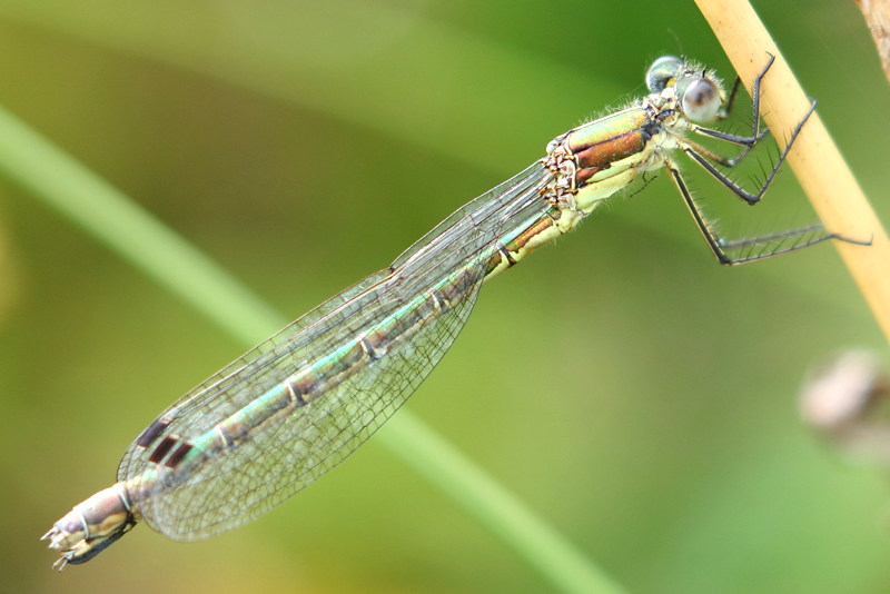 tang pantserjuffer, Lestes dryas