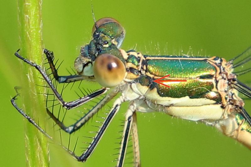 tang pantserjuffer, Lestes dryas