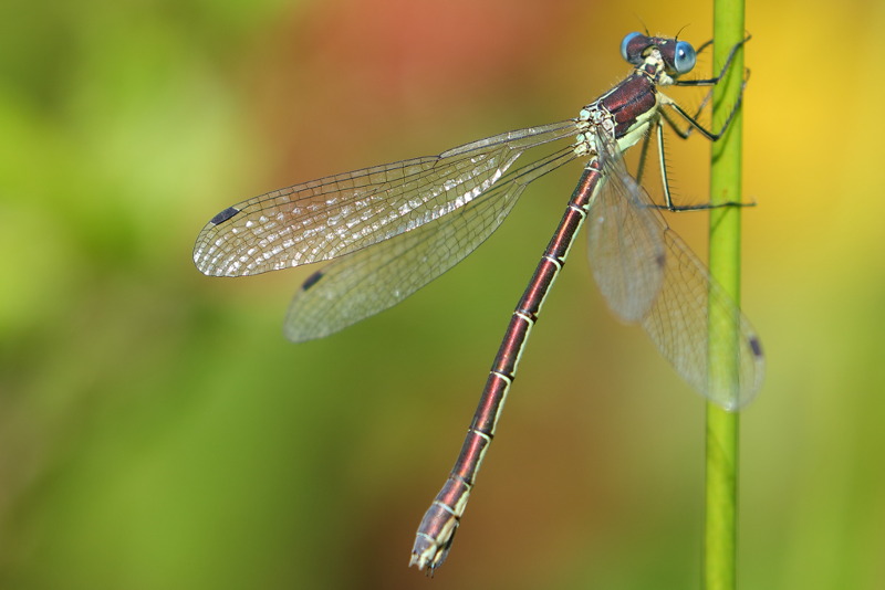 tang pantserjuffer, Lestes dryas
