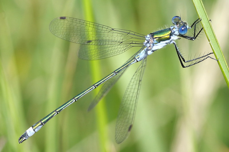 gewone pantserjuffer, Lestes sponsa