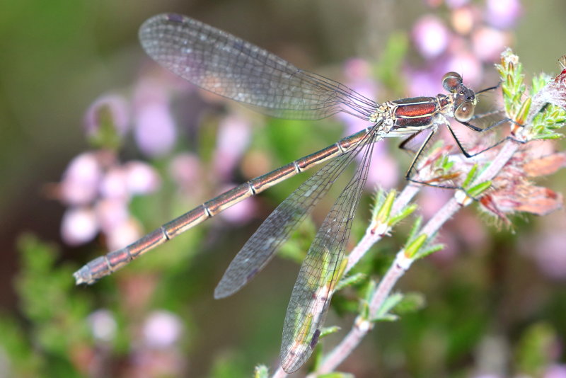 gewone pantserjuffer, Lestes sponsa