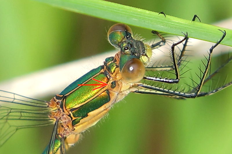 gewone pantserjuffer, Lestes sponsa