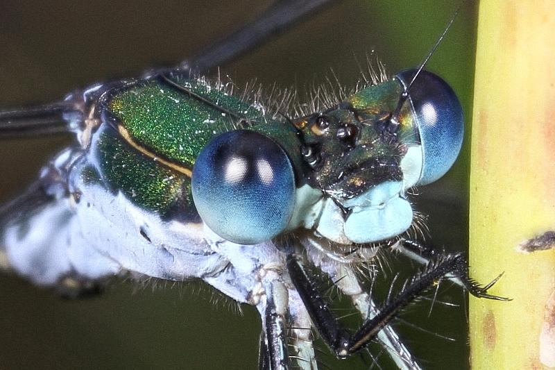 gewone pantserjuffer, Lestes sponsa