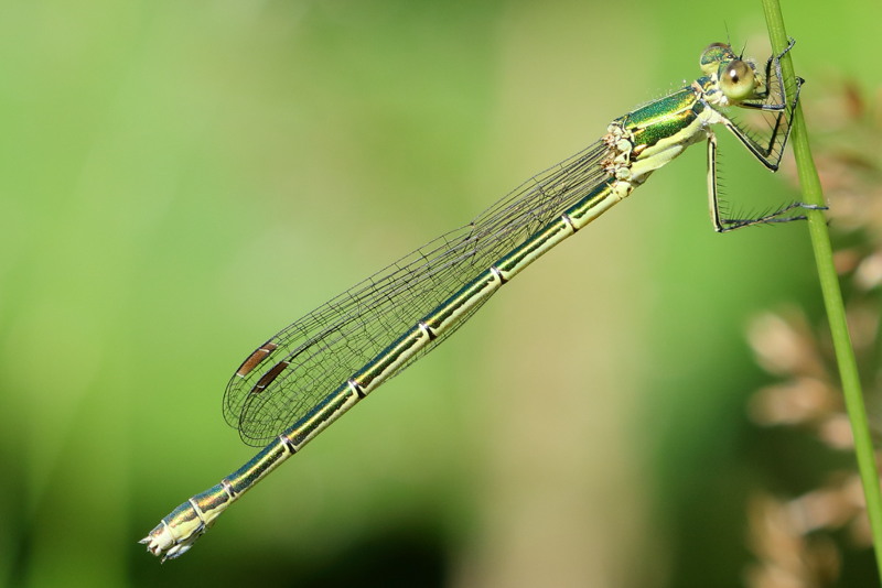 tengere pantserjuffer, Lestes virens