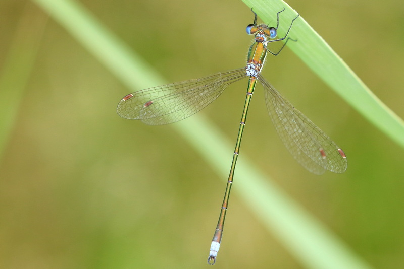 tengere pantserjuffer, Lestes virens