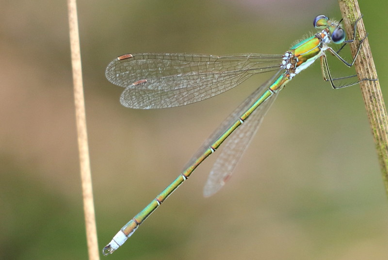 tengere pantserjuffer, Lestes virens